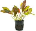 SubstrateSource Live Plants - Echinodorus 'Aflame' (Echinodorus aflame) - Medium to High Light, Deep Red-Burgundy Accent for Midground to Background Freshwater Aquarium Aquascaping - Pot
