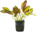 SubstrateSource Live Plants - Echinodorus 'Aflame' (Echinodorus aflame) - Medium to High Light, Deep Red-Burgundy Accent for Midground to Background Freshwater Aquarium Aquascaping - Pot
