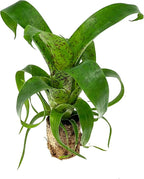 ragnaroc Live Plants – Bromeliad Vrisea Fenestralis, 4-8" 2" Plug - 1ct - Live Arrival Guaranteed - House Plants for Home Decor & Gift