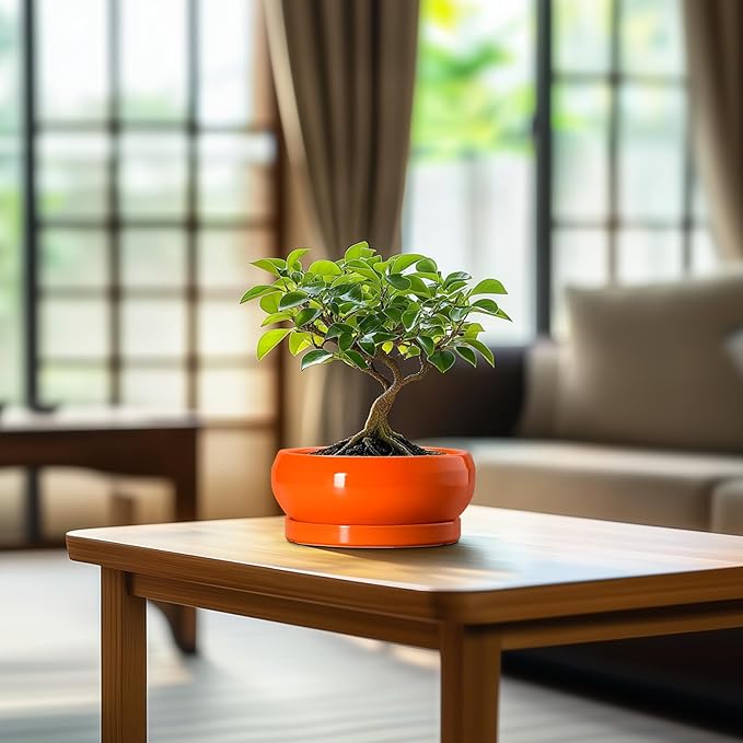 Succulent Planters 6 Inch - Small Bonsai Pots Ceramic, Succulent Pots with Drainage Hole and Saucer, Shallow Planters Indoor Outdoor, Round Cactus Pot, Office Decor, Gardening Gift, Orange