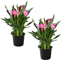 Live Flowering Calla Lily (2 Plants Per Pack) - Pink, 3+ Blooms - Beautiful Spring Perennial - 12" Tall by 5" Wide in 1 Qt Pot