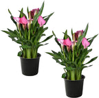 Live Flowering Calla Lily (2 Plants Per Pack) - Pink, 3+ Blooms - Beautiful Spring Perennial - 12" Tall by 5" Wide in 1 Qt Pot