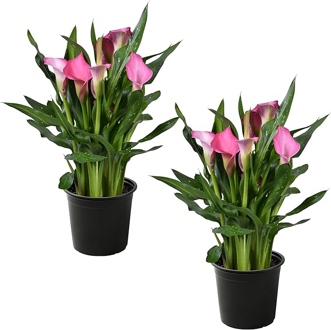 Live Flowering Calla Lily (2 Plants Per Pack) - Pink, 3+ Blooms - Beautiful Spring Perennial - 12" Tall by 5" Wide in 1 Qt Pot