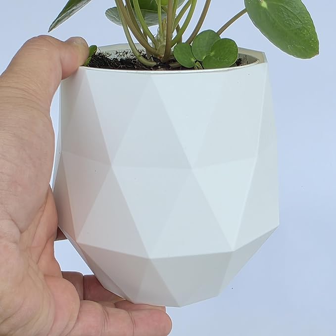 Chinese Money Plant Live (Pilea Peperomioides) in White Geometric Self-Watering Planter, Modern Indoor Houseplant, Minimalist Home & Office Desk Decor, Easy Care Gift, Air Purifying Plant