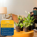Costa Farms Live Air Purifying House Plants 6 Pack - Hand Selected Easy to Maintain Indoor Assorted Indoor Houseplants, Curated Mix, Low Light, Home Office Decor Plant Gift