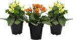 Florist Kalanchoe Live Succulent Plants (3 Pack), Flowering Flaming Katy Succulents, Easy Plant Care, Approx. 7 in. Tall, Drought-Tolerant Indoor Houseplants in 3.5 in Pots