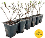 6 Goldfinger Potentilla – Compact Flowering Shrub with Golden Blooms for Borders, Accents & Containers (Potentilla fruticosa ‘Goldfinger’) in 3.5” Cubes, Live Plants