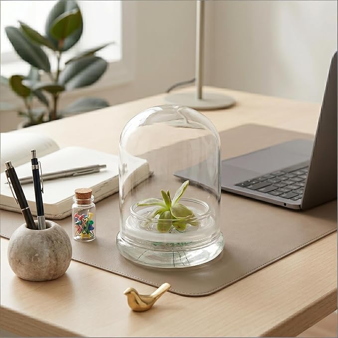 Bloomify Live Pinguicula ‘Fumiko’ Butterwort Carnivorous Plant Terrarium – No Water Indoor Plant, Zero Care Soil-Free Self Growing Kit, Mini Desk Plant, Home Decor, Pet-Safe Unique Gift