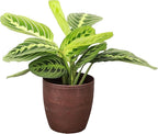 Thorsen's Greenhouse Lemon Lime Prayer Plant, Live Indoor Plant, Pet Friendly, Attractive Houseplant, Lemon Maranta, Natural Air Purifier, Easy to Grow, 4" Diameter Pot (Copper)