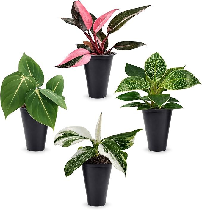 Philodendron Collection (4 Pack) - Birkin, White Princess, Pink Princess, Gloriosum-Rare Variegated Indoor Houseplants, Tropical Plants Live, Live Plants