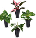 Philodendron Collection (4 Pack) - Birkin, White Princess, Pink Princess, Gloriosum-Rare Variegated Indoor Houseplants, Tropical Plants Live, Live Plants