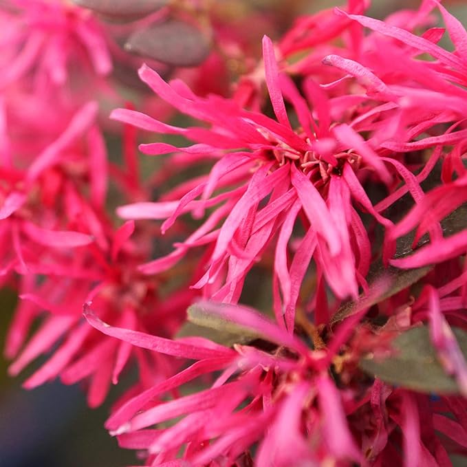 brussel's BONSAI Live Fringe Flower Outdoor Bonsai Tree - 3 Years Old; 8 to 12" Tall with Decorative Container"
