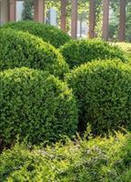 Green Velvet Hybrid Boxwood Shrub- Dense Evergreen for Hedges & Topiary- Pet Safe, Container Friendly, Low Maintenance 3 Gallon