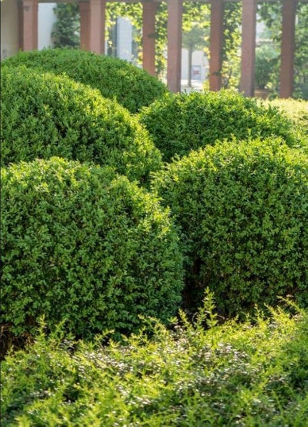 Green Velvet Hybrid Boxwood Shrub- Dense Evergreen for Hedges & Topiary- Pet Safe, Container Friendly, Low Maintenance 3 Gallon