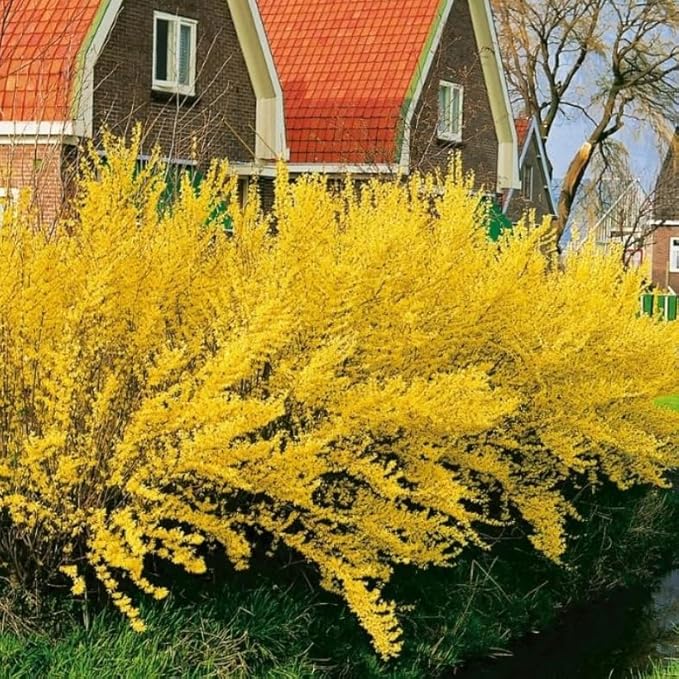 5 Lynwood Gold Forsythia Shrubs - 10-18" Tall Live Plants - Golden Bell Yellow Lynnwood Bushes/Trees - Forsythia x Intermedia 'Lynwood' - (5 Pack)