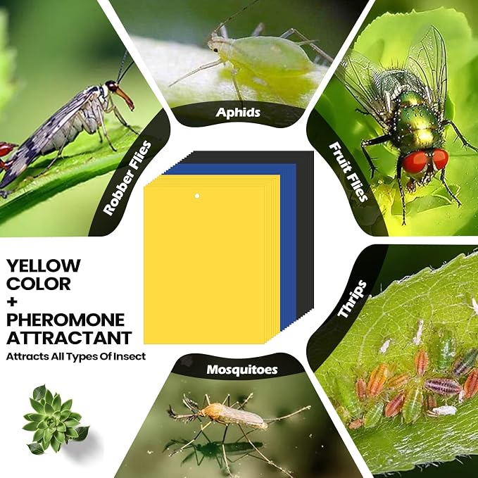 Qualirey 150 Pcs 6 x 8 Inch Sticky Traps for Plant Double Sided Sticky Trap for Gnats with Twist Ties Fly Traps for Fruit Insect Fungus Bugs Indoor Outdoor (Yellow,Blue,Black)