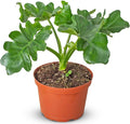 Philodendron Atom Live Plant for Indoor | Different Houseplants in 4'' & 6'' Pot | Real House Plant for Living Room, Office, Desk & Bathroom | Super Atom | Thaumatophyllum