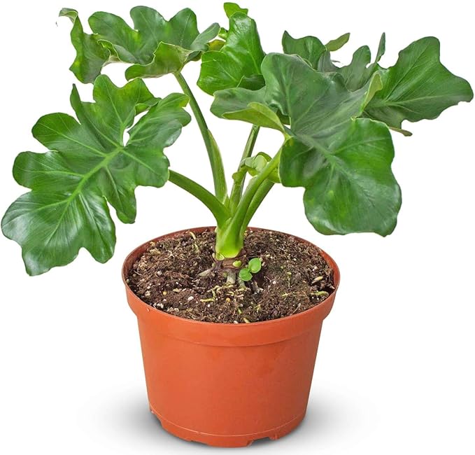 Philodendron Atom Live Plant for Indoor | Different Houseplants in 4'' & 6'' Pot | Real House Plant for Living Room, Office, Desk & Bathroom | Super Atom | Thaumatophyllum