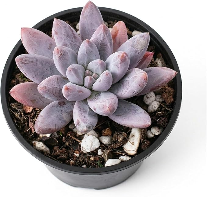 2" Live Succulent Plants Echeveria 'Tolimanensis', Mini Potted Succulents, Easy Care Indoor Houseplant, Unique Gifts, Home Office Décor
