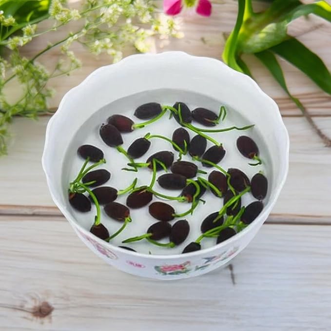 20pcs Bowl Lotus Seeds for Planting - Bonsai Lotus Seeds, Water Lily Flower, Aquatic Plants, Ideal for Ponds, Non-GMO Home Garden Plant Seeds, Flowering Aquatic Bonsai