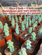Live Bare Root Boobie Cactus 5~6 inches Tall (Myrtillocactus geometrizans ‘Fukurokuryuzinboku’) – Rare Collector Plant