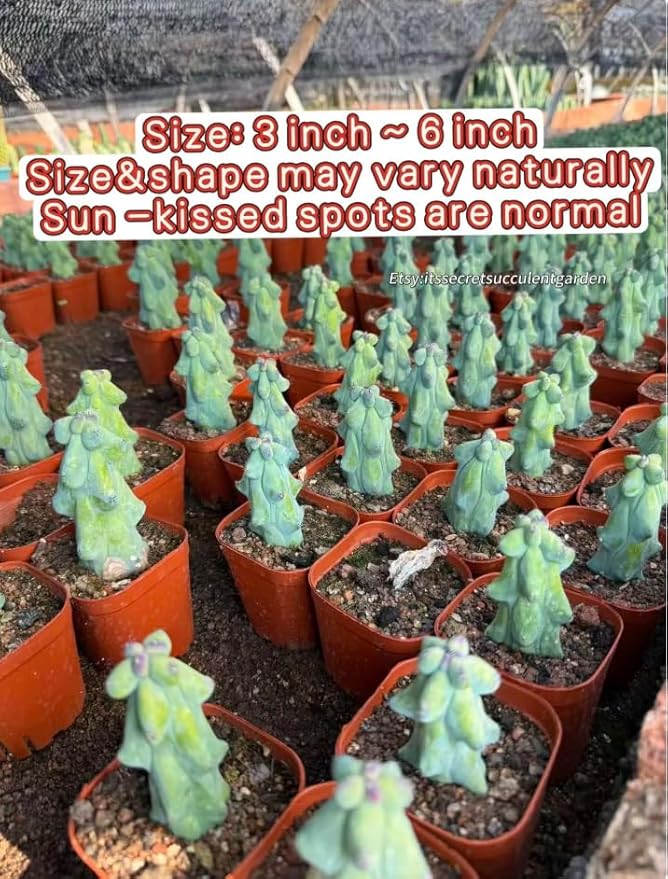 Live Bare Root Boobie Cactus 5~6 inches Tall (Myrtillocactus geometrizans ‘Fukurokuryuzinboku’) – Rare Collector Plant