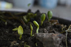 'Super Soil Organic Concentrate
