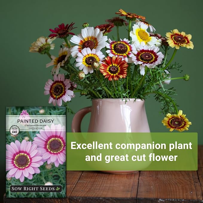 Sow Right Seeds - Painted Daisy Seeds for Planting - Non-GMO Heirloom Seeds Packet with Instructions - Wonderful Pink Blooms to Attract Pollinators - Cut and Come Again - Rare and Attractive (1)