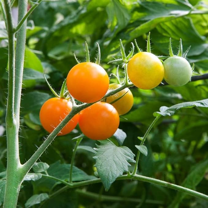 Sunsugar Tomato Plant - Sweetest Tomato in The World! - 2.5" Pot