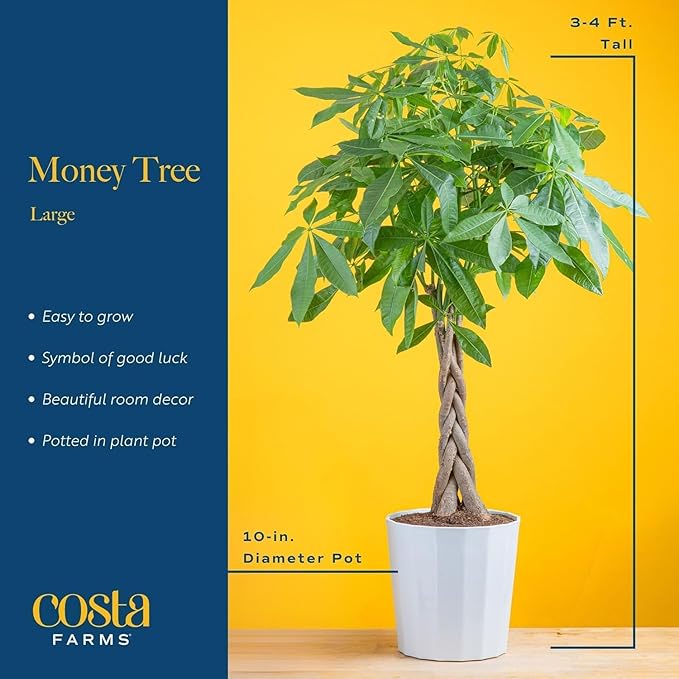 Costa Farms White Bird of Paradise & Money Tree Live Plants in Decorative Pots, Large Indoor Houseplants, Home, Room, or Office Decor, House Warming or Birthday Gift, 3-4 Feet, Pack of 2