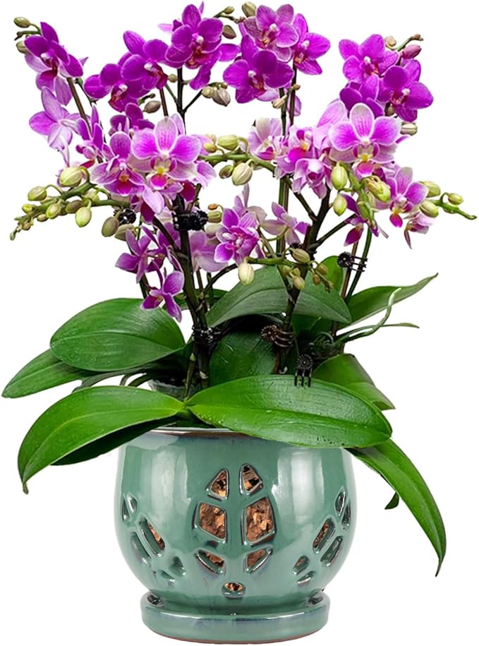 W&W Orchid Pot with Holes and Saucer for Repotting, Green, 6.5"