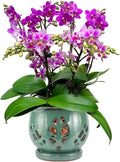 W&W Orchid Pot with Holes and Saucer for Repotting, Green, 6.5"