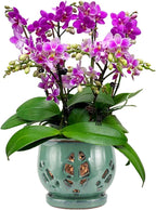 W&W Orchid Pot with Holes and Saucer for Repotting, Green, 6.5"