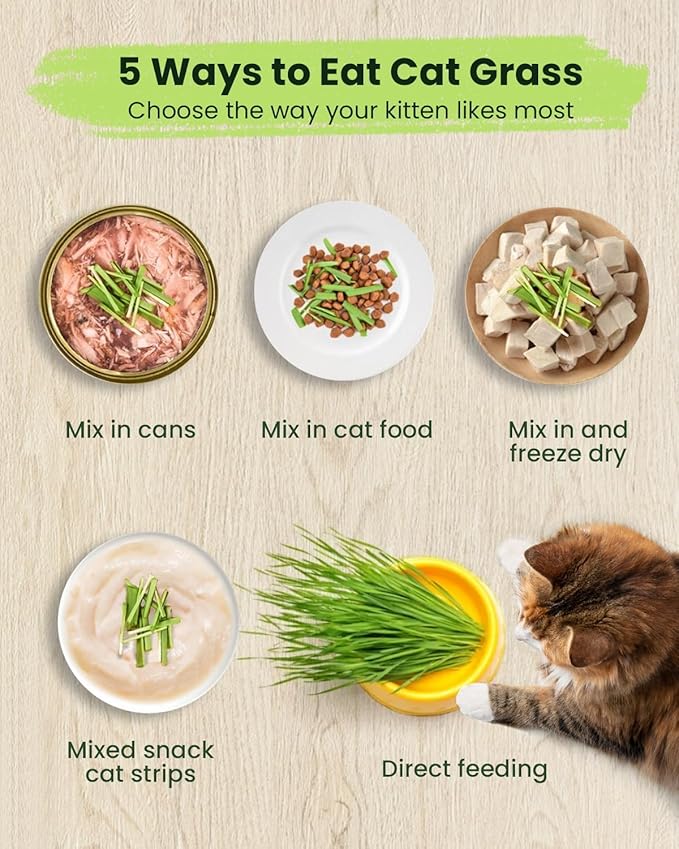 Cat Grass for Indoor Cats – 3 Pack Cat Grass Seeds, Non-GMO, High Germination | Grows in 3-7 Days, USA Harvested | Cat Grass Growing Kit for Hairball Care – Wheat Grass for Healthy Cats