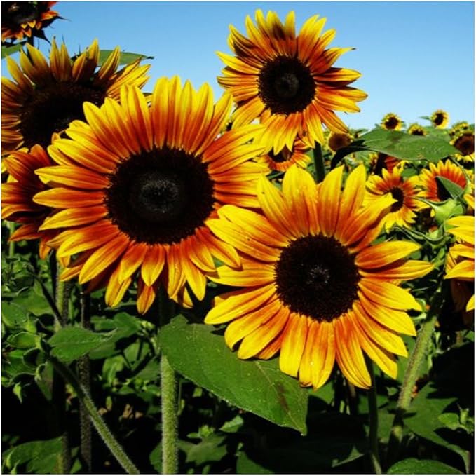 Seed Needs Firecracker Sunflower Seeds for Planting Sunflowers - Hybrid Flower Seed to Plant an Outdoor Home Grown Butterfly Garden (1 Pack)