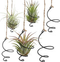 6Pcs Hanging Air Plant Holder, Air Plant Hanger with Jute Ropes, Soilless Tillandsia Display Stand for Home & Office Decor, Succulent Container