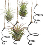 6Pcs Hanging Air Plant Holder, Air Plant Hanger with Jute Ropes, Soilless Tillandsia Display Stand for Home & Office Decor, Succulent Container