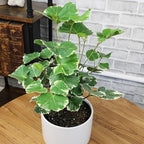 Dinner Plate Variegated Aralia Balfouriana in 6" Grower Pot, Rare Live Houseplant, Easy Care Plant for Home or Office by Plants for Pets