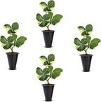 Alocasia Mickey Mouse (4 Pack) Live Plant,Rare Indoor Alocasia, Elephant Ear Houseplant,Unique Mickey Mouse Leaf Shape Plant,Tropical Houseplant Live, Starter Size Alocasia Plant for Indoor Home Decor