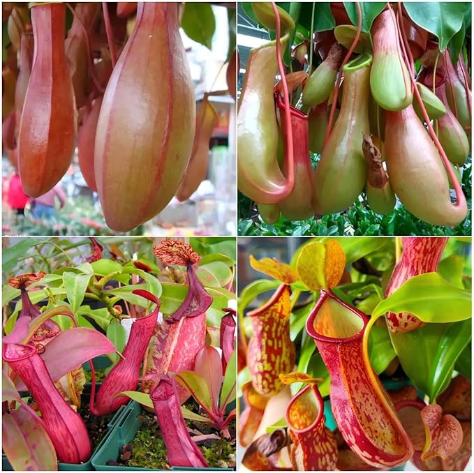 150+ Nepenthes Seeds - Tropical Carnivorous Plants, Unique Pitcher Shapes for Balcony & Garden Decoration, Moisture -Tolerant Easy Care