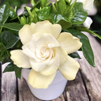 250+ Gardenia Jasminoides Seed Cape Jasmine Climber Vine Lovely White Flowers Highly Fragrant Spectacular Display Garden Outdoor Home