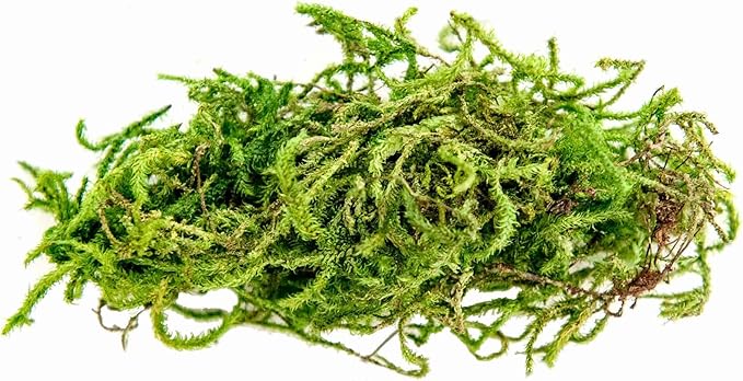 Galápagos (05350) Humid Environment Terrarium Kit – Essential Moss Accessories for Dart Frogs, Iguanas, Chameleons & Reptile Tanks