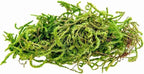 Galápagos (05350) Humid Environment Terrarium Kit – Essential Moss Accessories for Dart Frogs, Iguanas, Chameleons & Reptile Tanks
