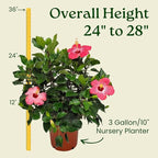 Hibiscus Bush Plant - Pink Flower - Overall Height 26" to 28" - Tropical Plants of Florida (Plant Only)