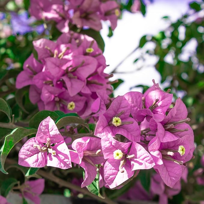 2 Bougainvillea Live Plants, Tropical Bougainvillea Flowering Vine, Fast Growing Outdoor and Container Plant, 4-8'' Tall (Lilac Purple Blooms)