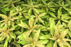 SubstrateSource Live Plant - Mermaid Weed Proserpinaca Palustris Tissue Culture Aquatic Live Aquarium Plant - 100% Snail Free in Vitro Cup (Mermaid Weed)