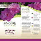 Encore Azalea 1 Gal. Autumn Majesty Azalea Shrub