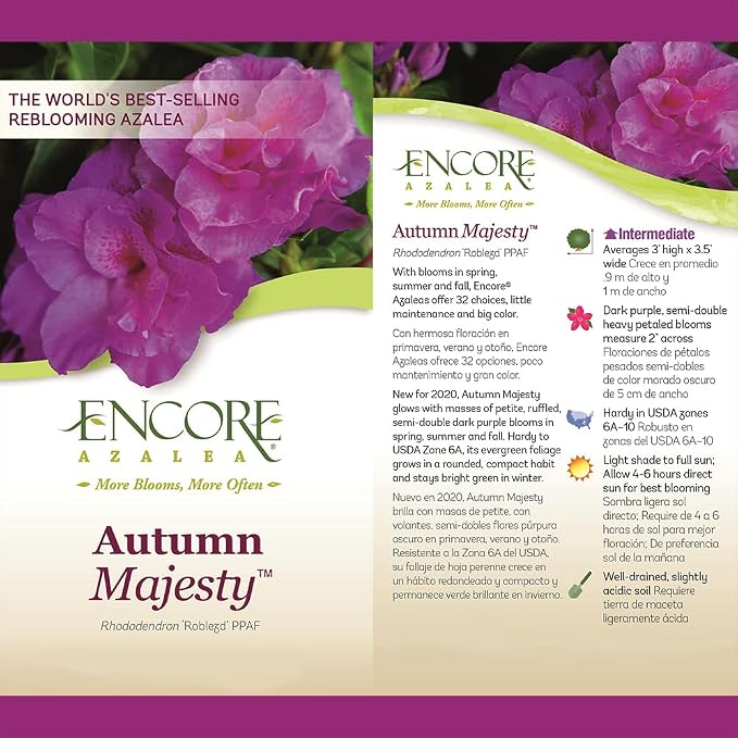 Encore Azalea 1 Gal. Autumn Majesty Azalea Shrub