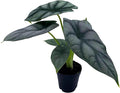 BubbleBlooms Alocasia Silver Dragon, Alocasia Baginda, Jewel Alocasia, Elephant Ear Silver Dragon in 2 inch Pot