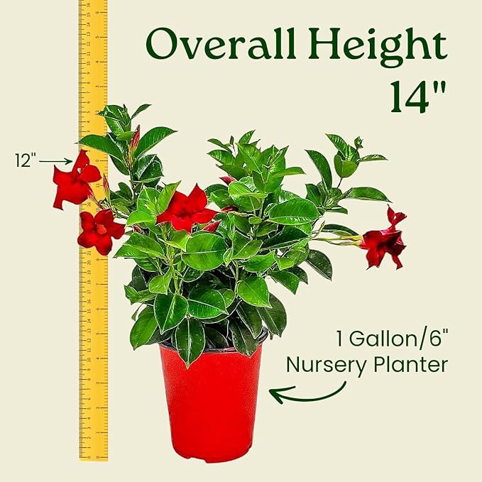 Live Dipladenia Mandevilla Plant - Red Dipladenia Bush - 14 inch Overall Height - 6 inch Planter Pot (1 Gallon) - Tropical Plants of Florida (Plant Only)